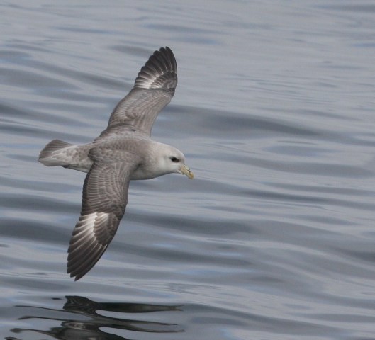 Northern Fulmar